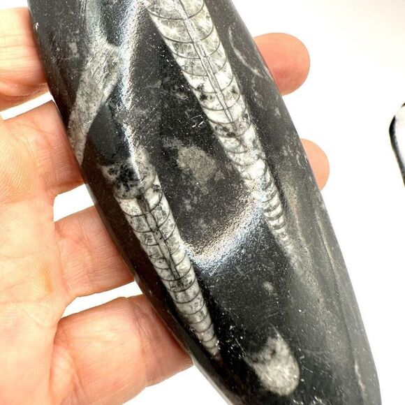 Orthocerras fossil - Picture 9 of 10